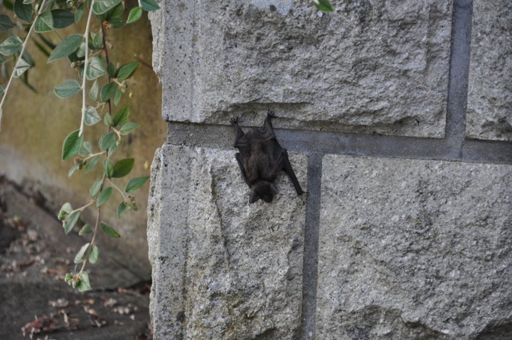 Pipistrelle