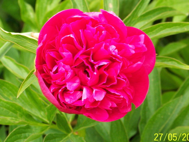 Pivoine