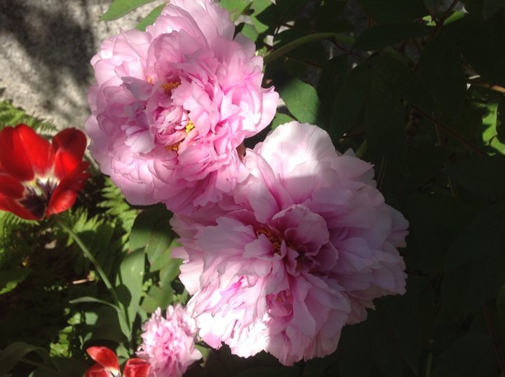 Pivoine arbustive