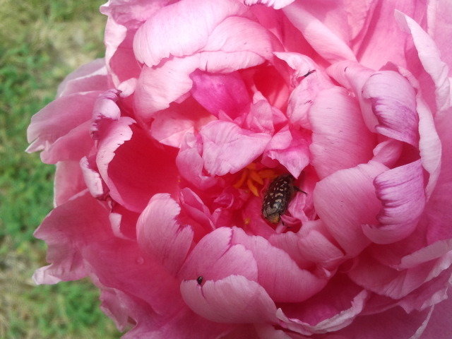 Pivoine encore en boule