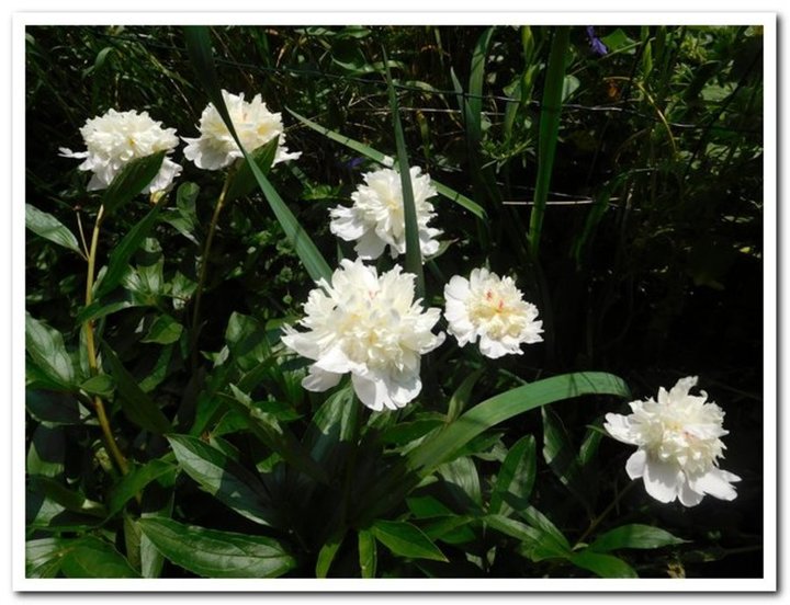 Pivoine herbacée