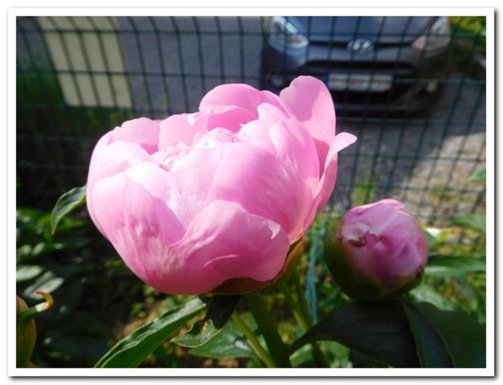 Pivoine herbacée  bouton et commencement d'ouverture 