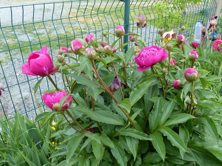 Pivoines roses