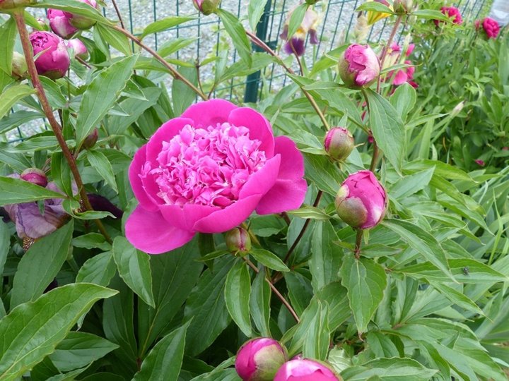 Pivoines roses