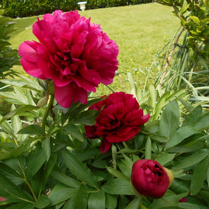 Pivoines rouges