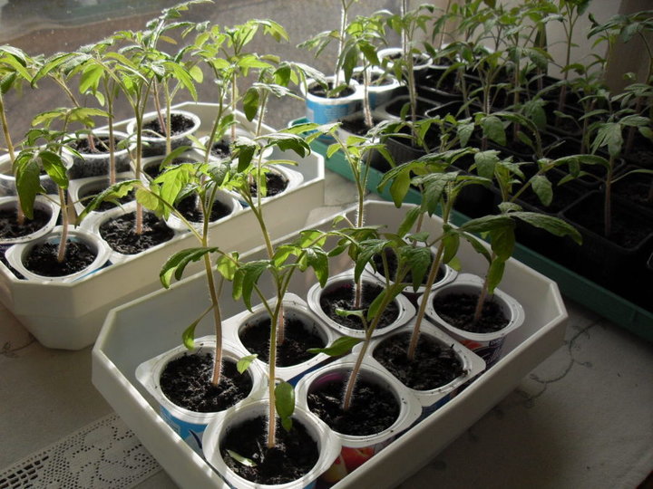 Plans de tomates au 09/03/2016