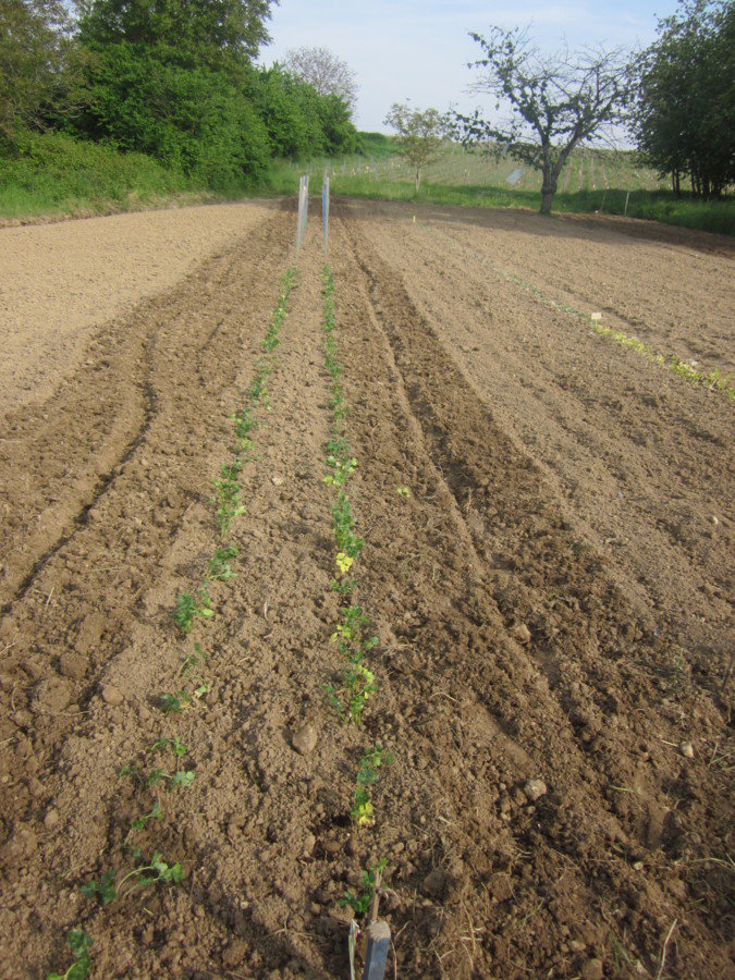 Plantation de céleris rave.