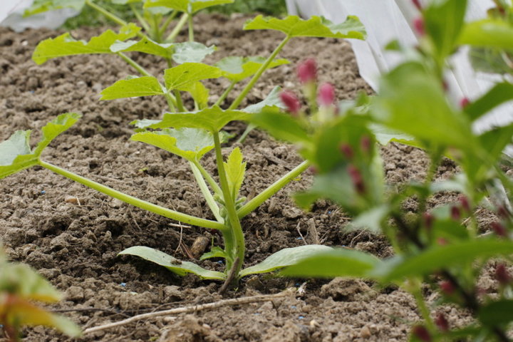 Plantation de mes courgettes diamands