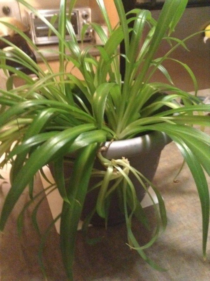 Plante araignée