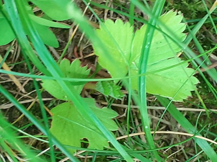 Plante dans la pelouse