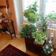 Plantes d'interieur