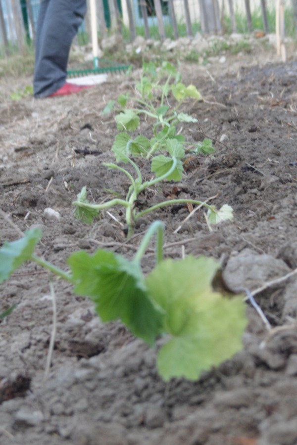 Plants de courgettes