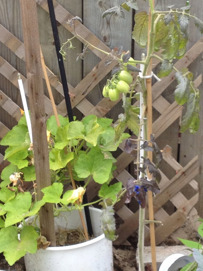Plants tomates