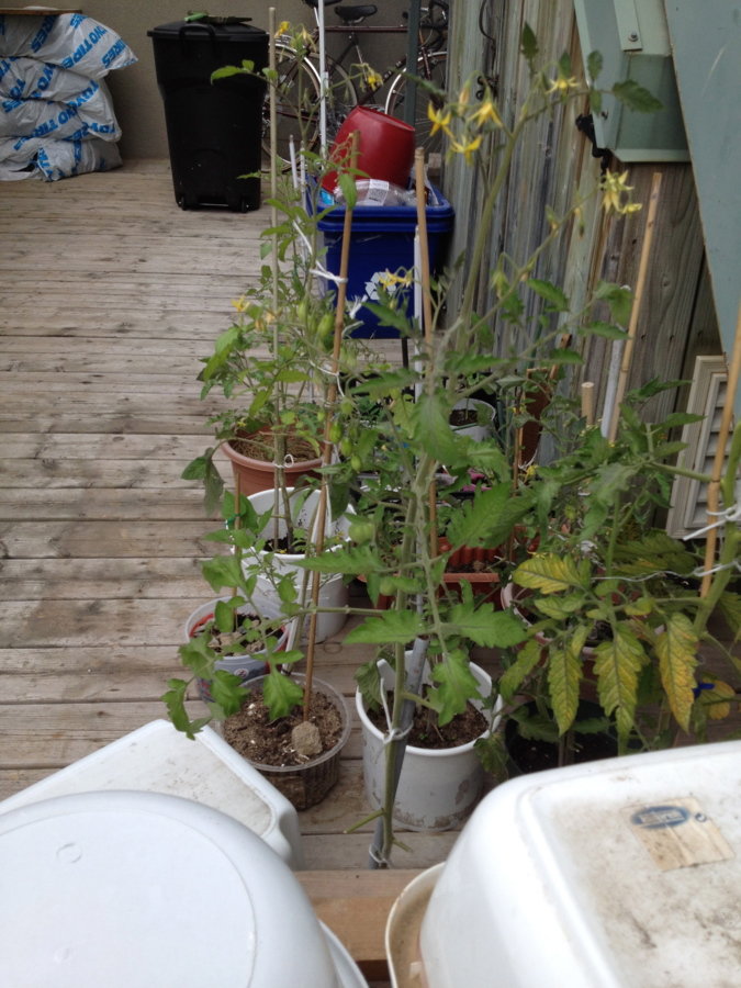 Plants tomates