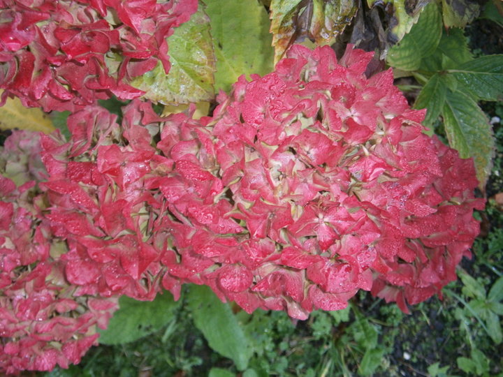 Pleins feux sur l'hortensias