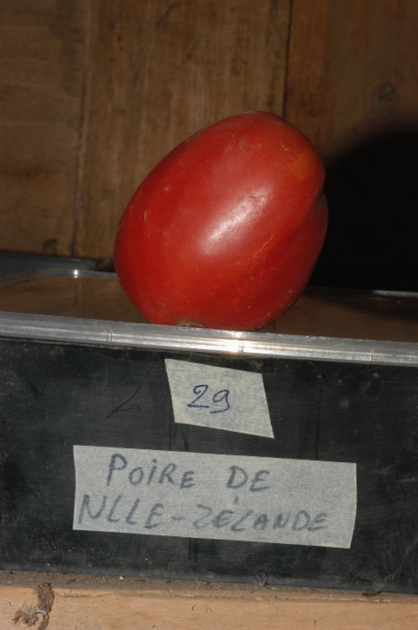 Poire de nouvelle-zelande