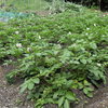 Les débuts de mon potager année 2013