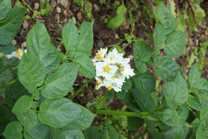 Pomme de terre BF 15