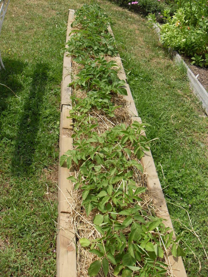 Pomme de terre sur gazon(deux variétés)chérie et? 30 plans