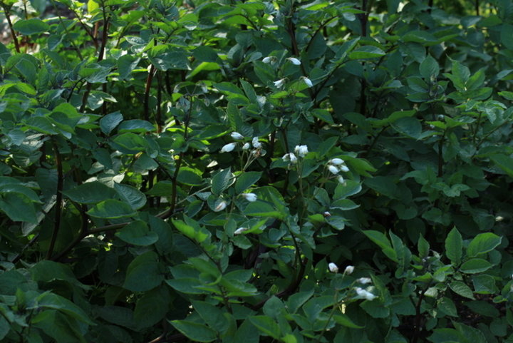 Pomme de terre voilette