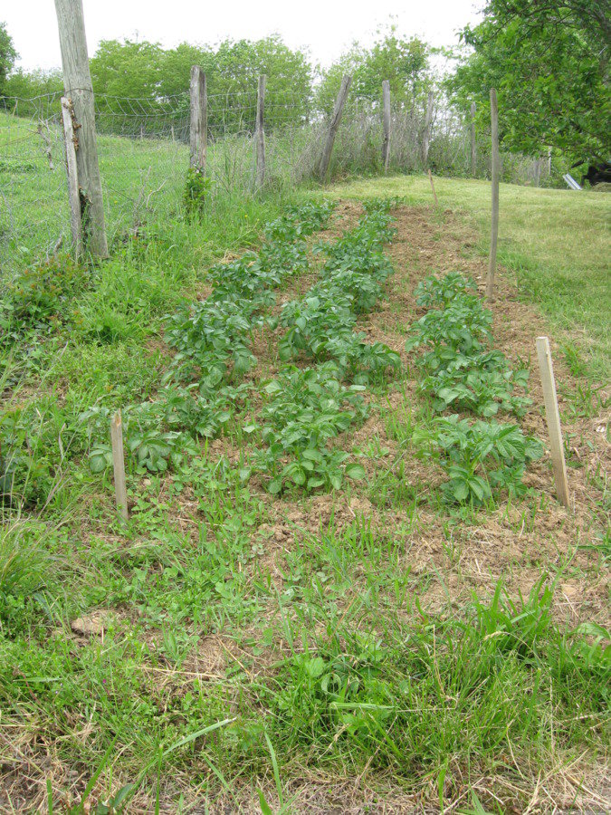 Pommes de terre