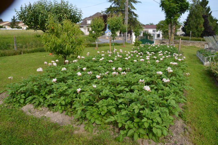 Pommes de terre 