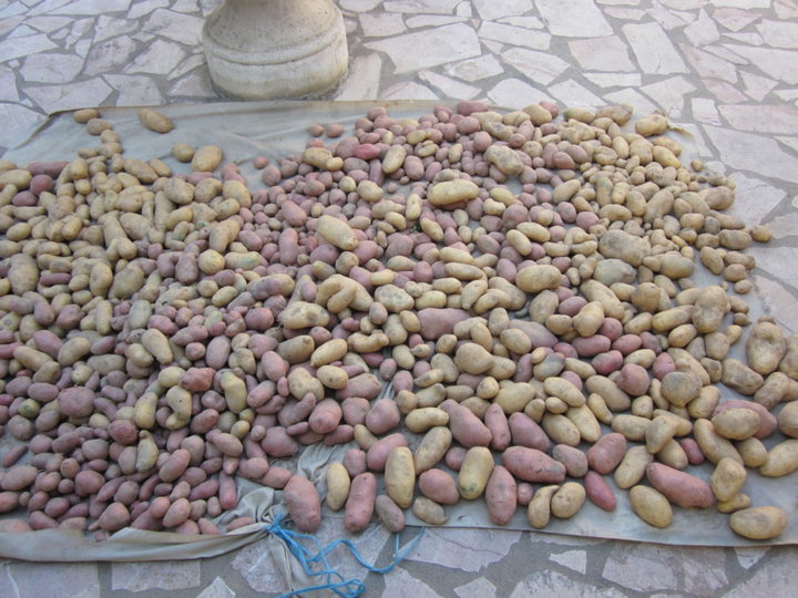 Pommes de terre  pas trés grosse.