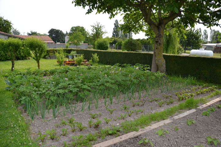 Pommes de terre pompadour, oignons, betteraves rouges et carottes (dans les herbes)