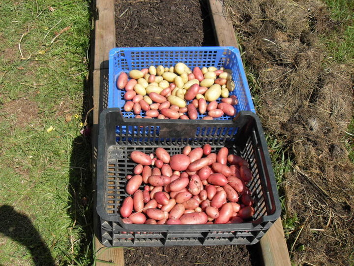 Pommes de terre récoltées mi juin