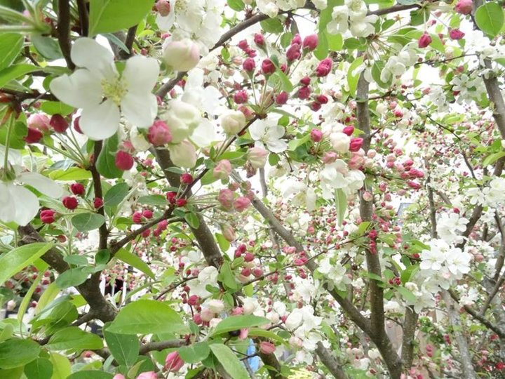 Pommier en fleurs