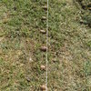 Culture de pomme de terre sur gazon