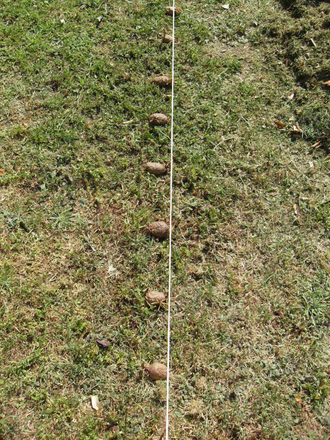 Pose des pommes de terre au sol