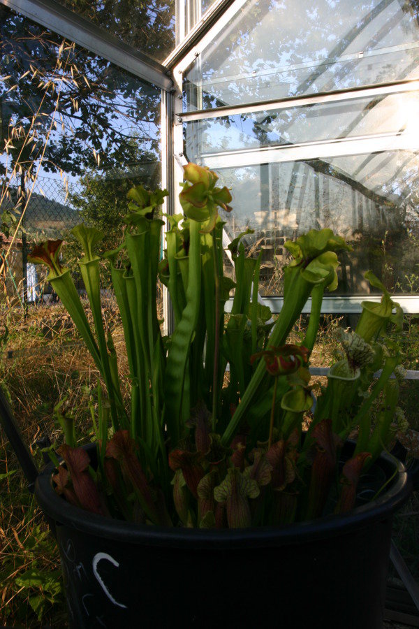 Potée de sarracenia 