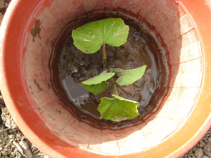 Potimarron dans son pot san fond