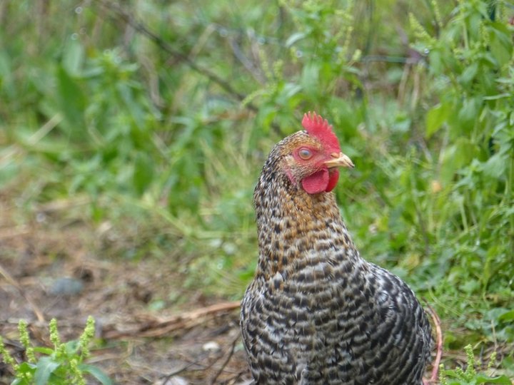 Poule grise,cou doré.