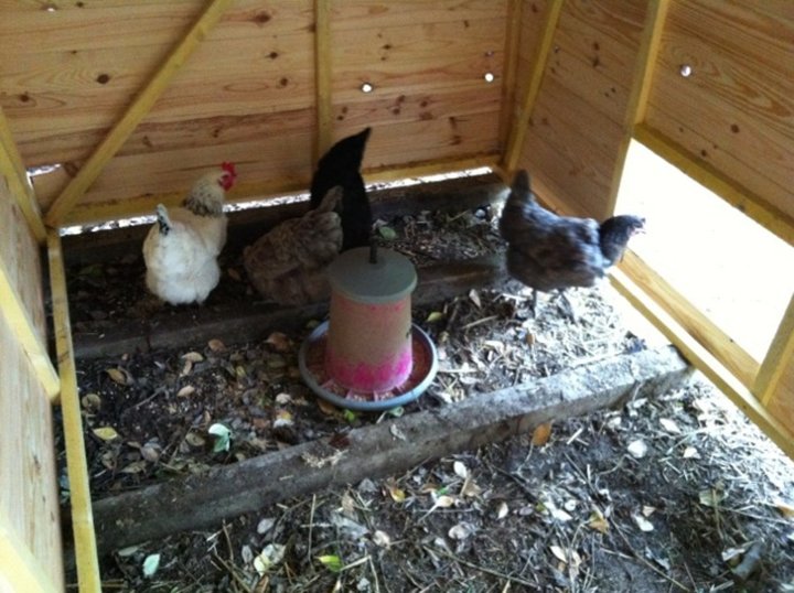 Poulettes prenent place.