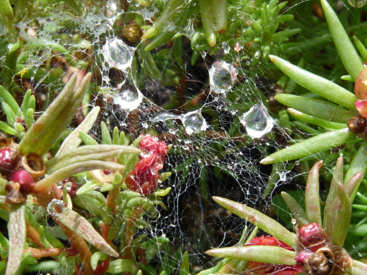 Pourpier, pluie, toile araignée