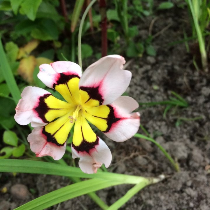 Pouvez vous donner l'identité de cette fleur?