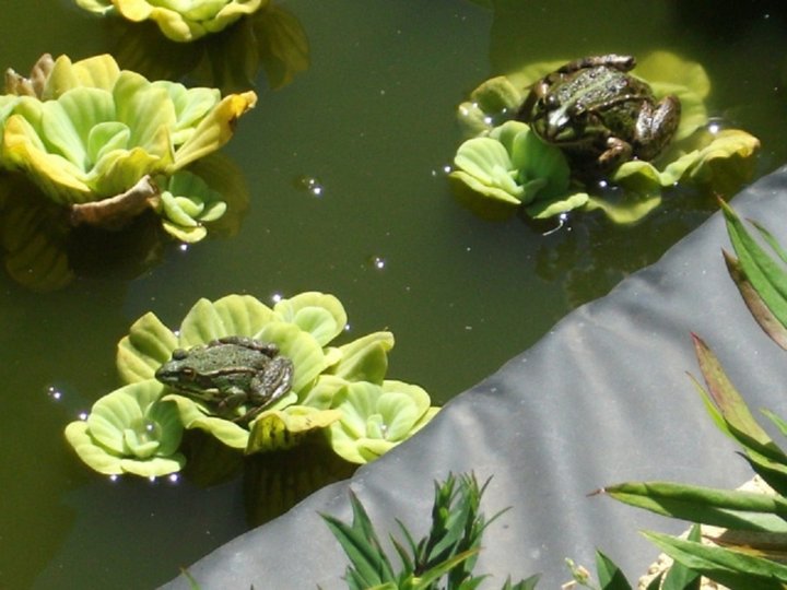 Pratique ses plantes