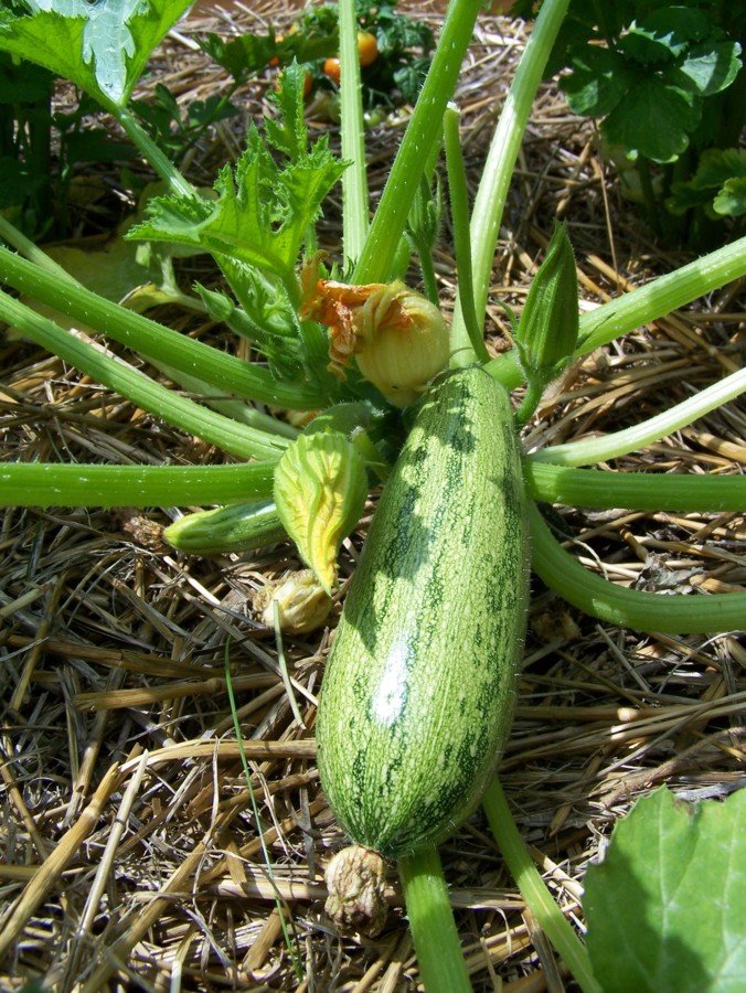 Première courgette