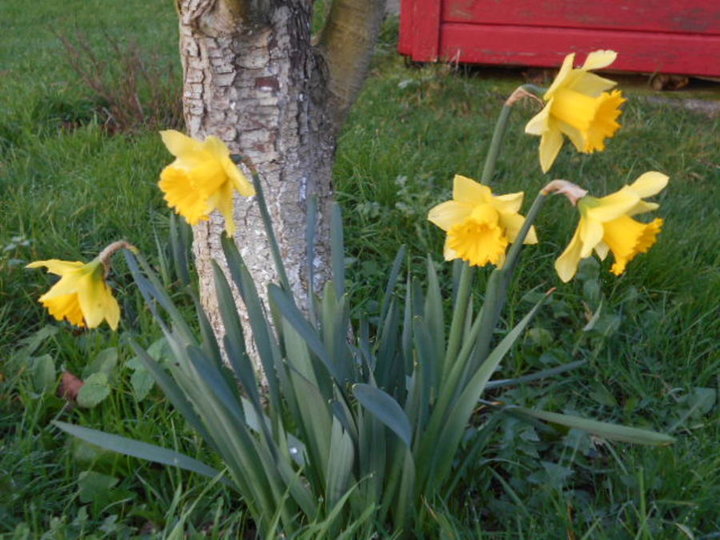Premieres jonquilles