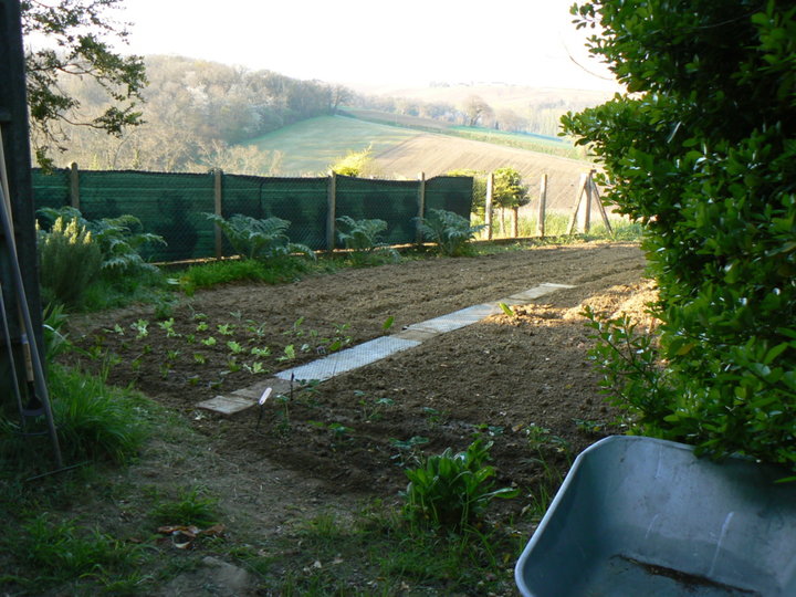 Premières plantations de légumes.