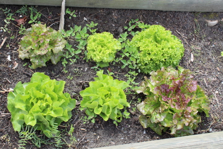 Premières  salades