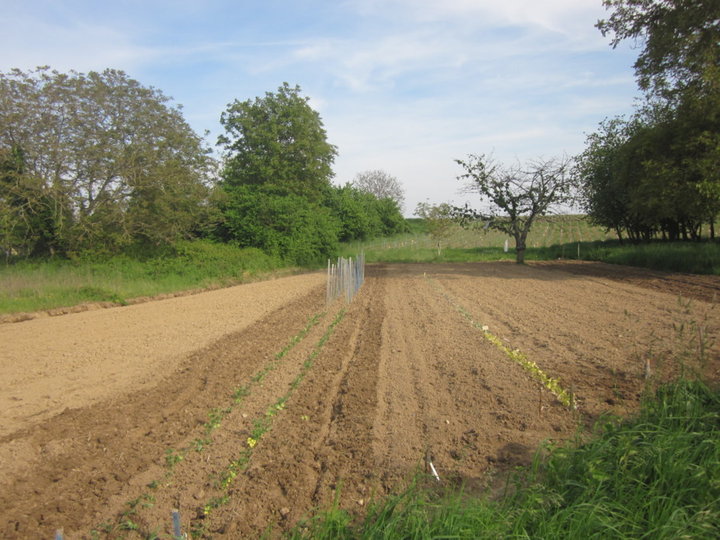 Préparer les piquets de tomates.