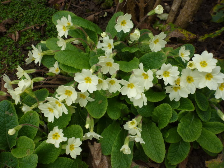 Primula vulgaris