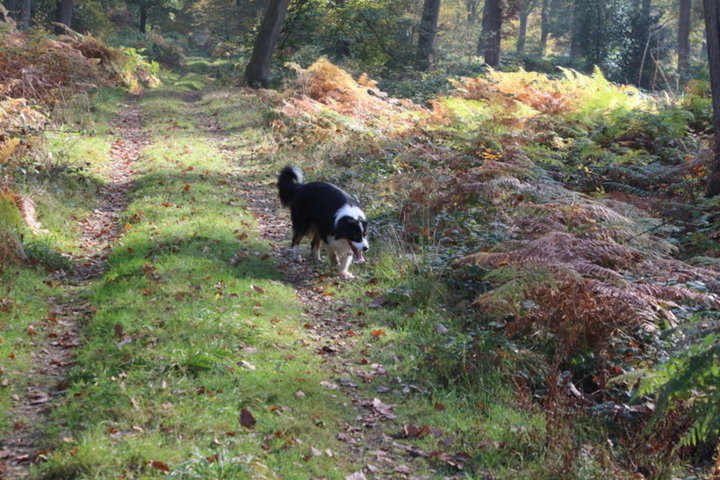 Promenade en forêt 2016