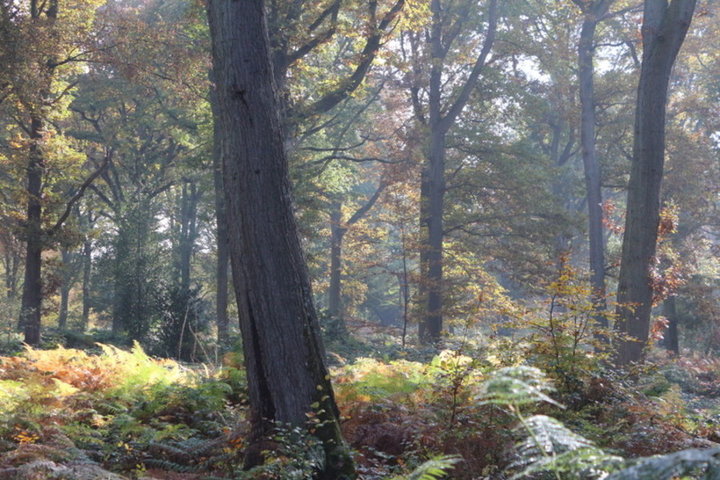 Promenade en forêt 2016