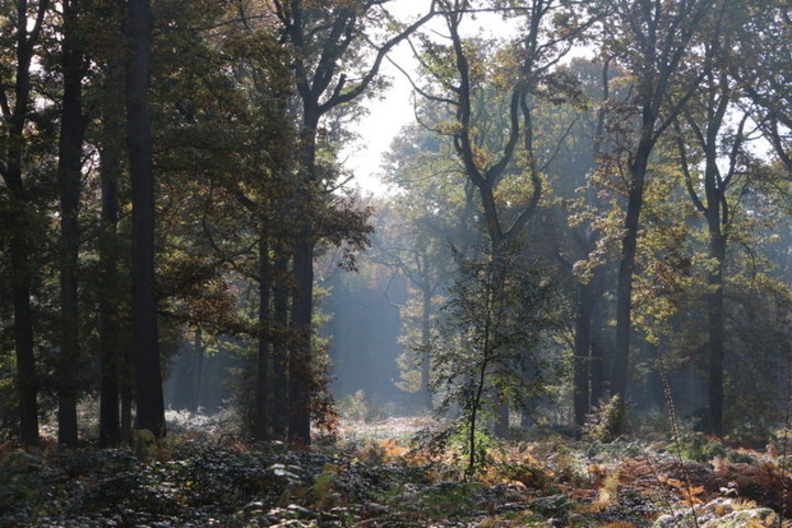 Promenade en forêt 2016