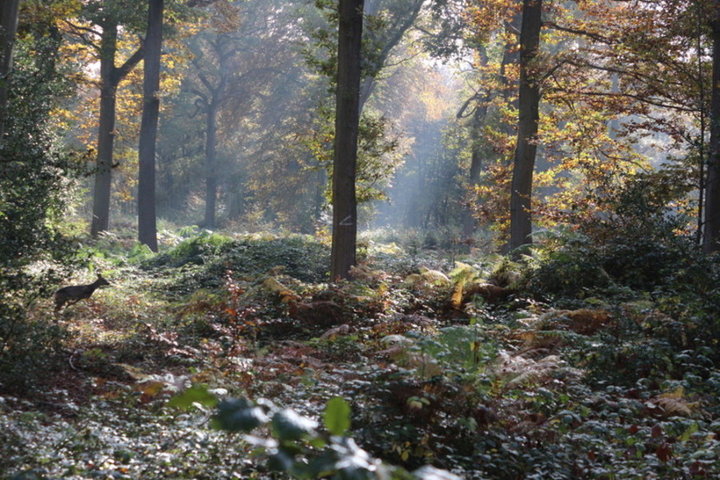 Promenade en forêt 2016