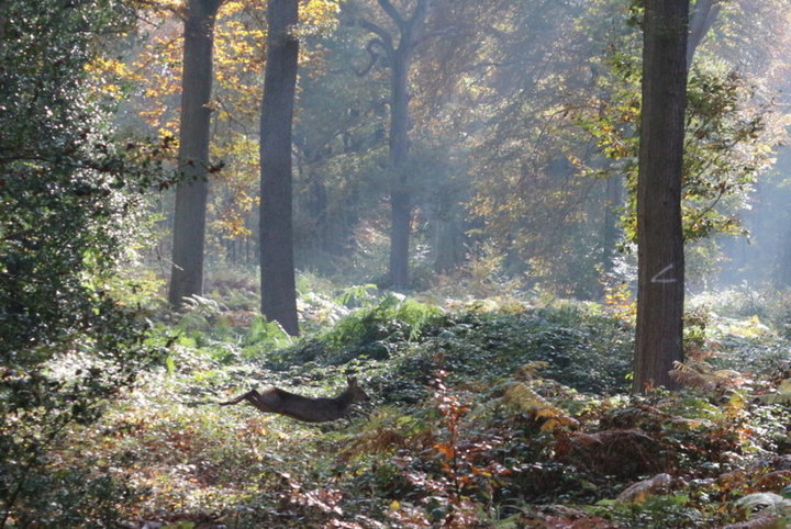 Promenade en forêt 2016